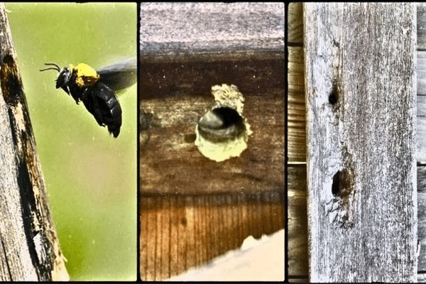 How To Protect Wood Siding From Carpenter Bees