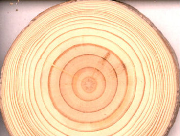 New Growth Pine Tree - wider rings
