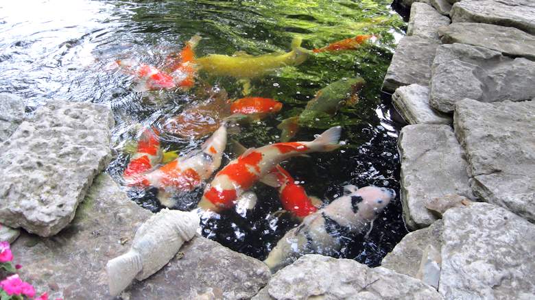 Torok Garden and Koi pond