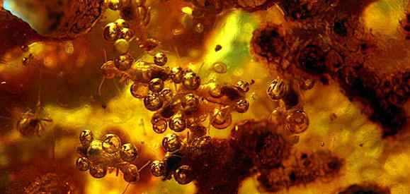 wood stain resin particles